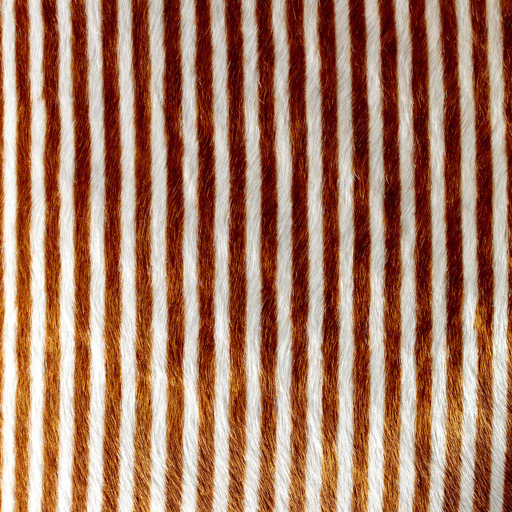 华体会体育官方在线官网 - 坐具|餐椅|办公家具|华体会体育官方在线官网家具|Elliot餐椅