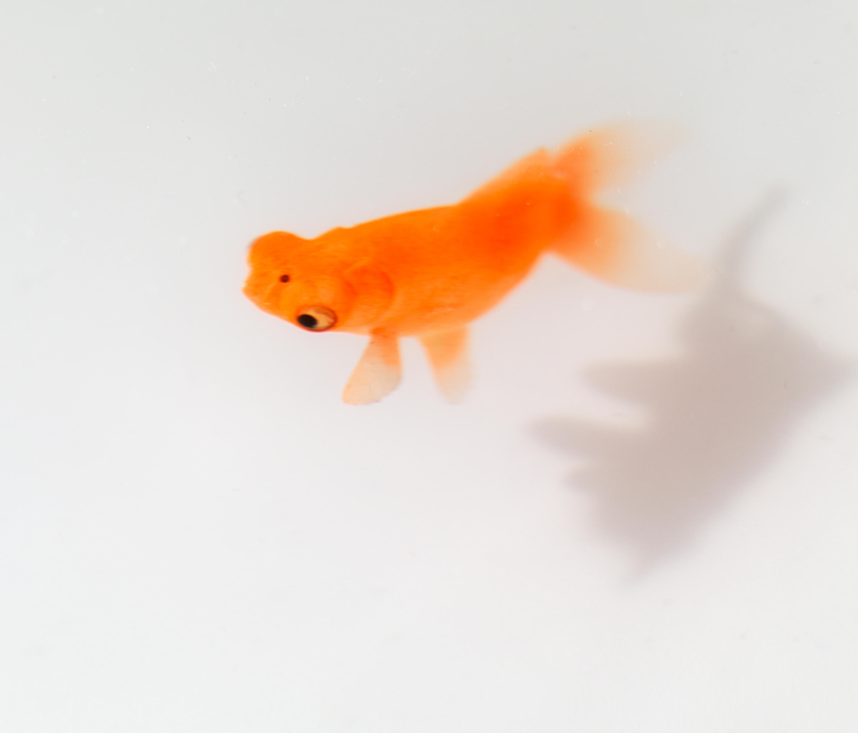 华体会体育官方在线官网 - 桌几|茶几/边几|办公家具|华体会体育官方在线官网家具|Up in the Air 茶几/角几