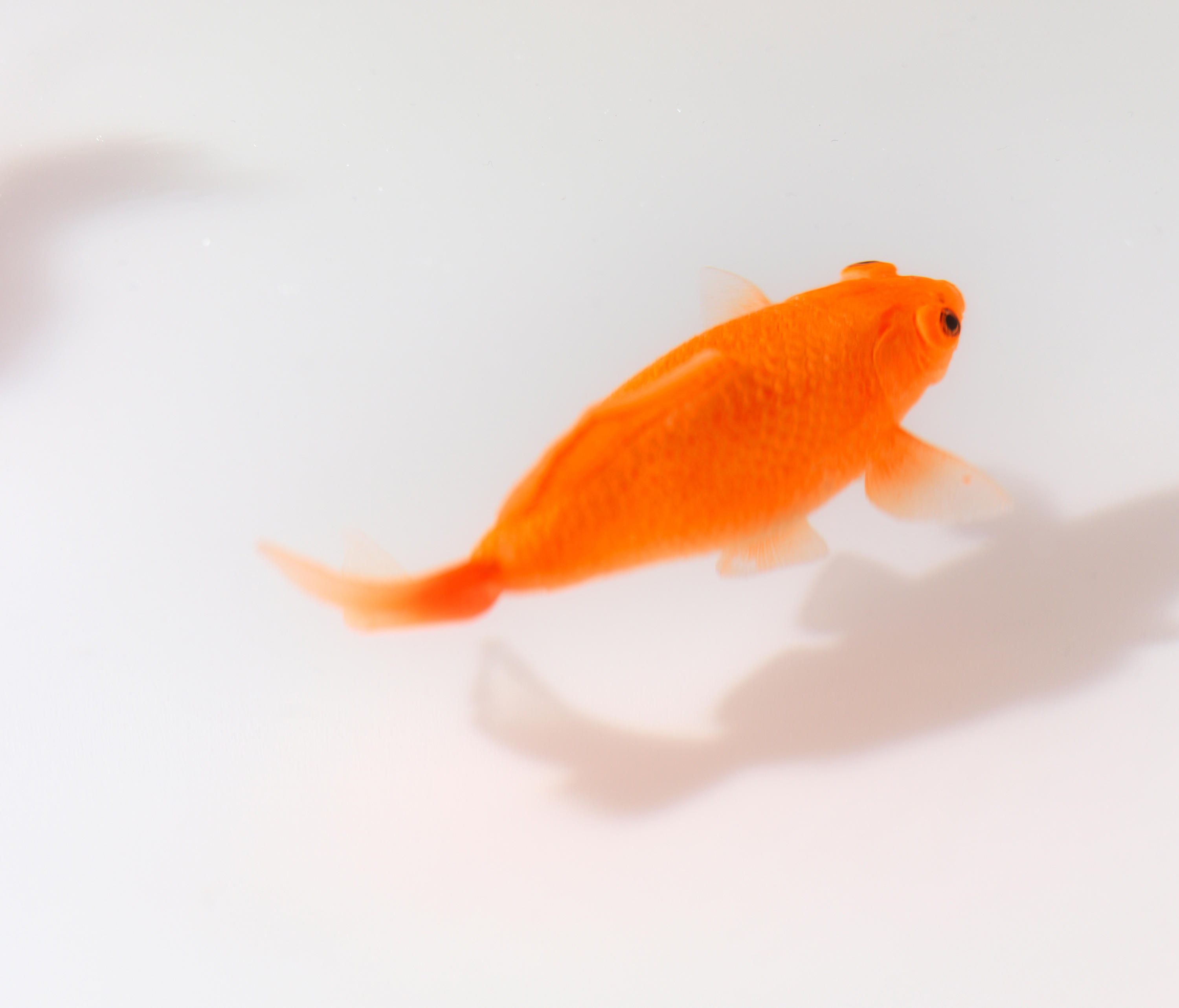 华体会体育官方在线官网 - 桌几|茶几/边几|办公家具|华体会体育官方在线官网家具|Up in the Air 茶几/角几