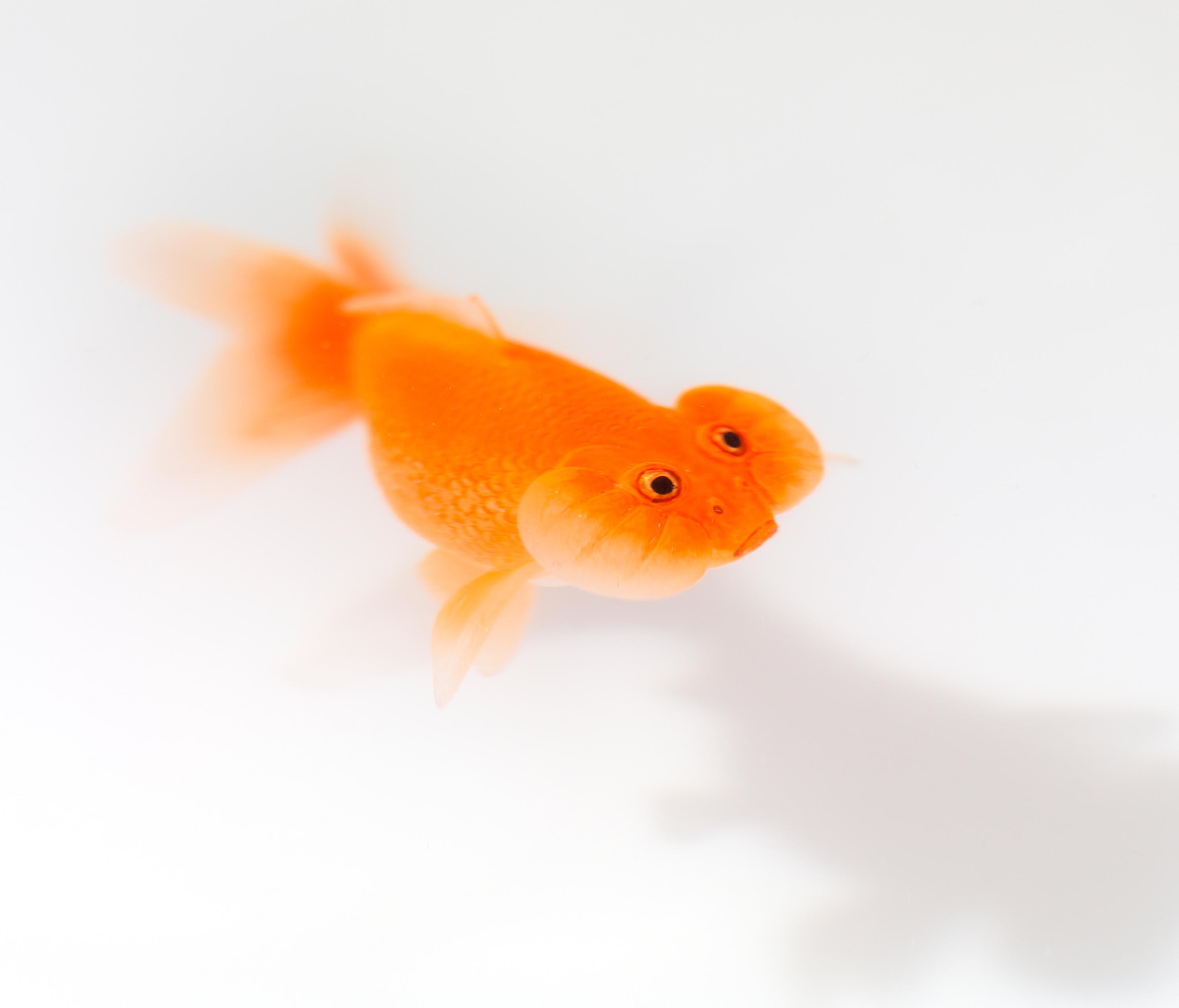 华体会体育官方在线官网 - 桌几|茶几/边几|办公家具|华体会体育官方在线官网家具|Up in the Air 茶几/角几